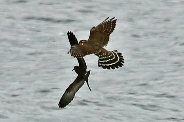Leach's Storm-Petrel escapes Merlin by seabamirum is licensed under CC BY 2.0